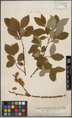 Foto von Salix caprea L.